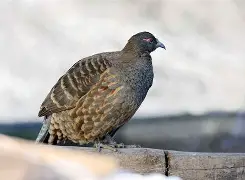 ds9宝蔕c濣鹑┚T漑J3?|P蟂筡铜瘨?罌X?